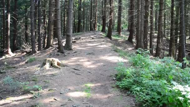 Troncos Pinos Bosque Antecedentes Pinos — Vídeos de Stock