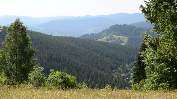 Bosque Los Pinos Las Montañas Montañas Pinos Disparando Verano — Vídeo de stock