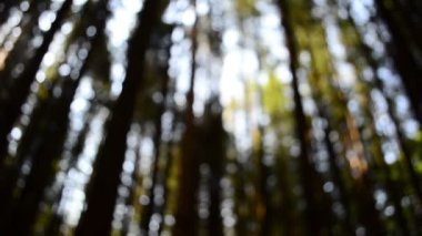 Çam ağacı. Odaklanamıyorum. Çam ağacının arka planı.