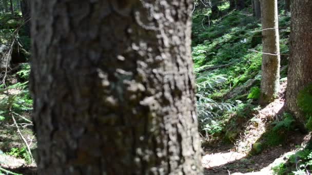 Tronchi Pino Nel Bosco Sole Nella Pineta — Video Stock