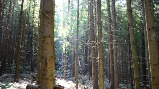 松の木の太陽 森の中の松の幹 — ストック動画