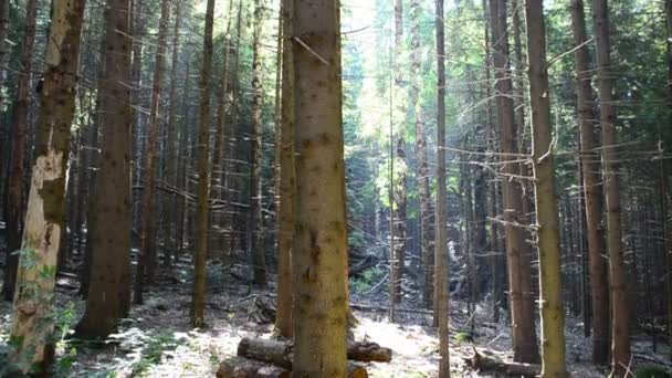 Sol Bosque Pinos Troncos Pinos Bosque — Vídeos de Stock