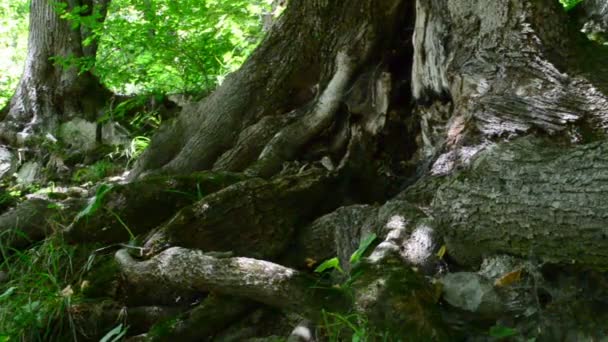Des arbres dans les montagnes. Tournage en été 