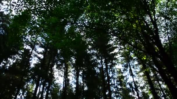 Dreharbeiten Sommer Stämme Von Kiefern Wald — Stockvideo