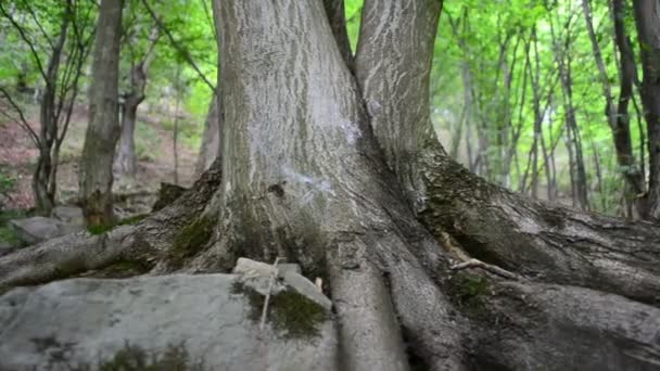 Rötter Träd Gamla Träd — Stockvideo