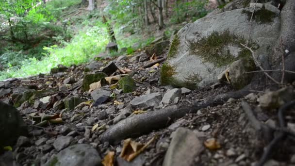 Schießen Mit Einem Schieberegler Bäume Wald — Stockvideo