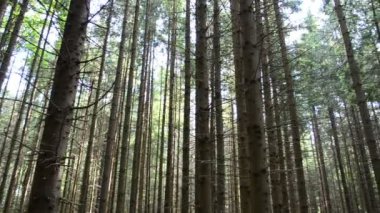 Çam ağacı. Ormanda çekim yapmak.