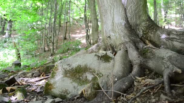 Starý Strom Střílí Horách Střelba Posuvníkem — Stock video
