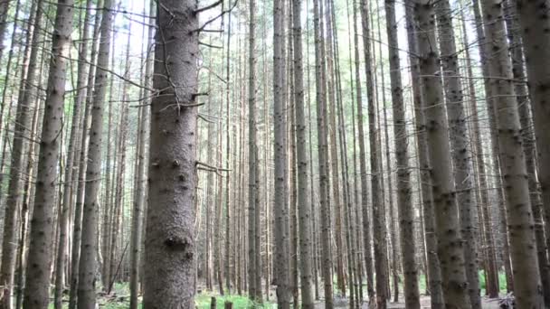 树林里有一丛丛松树 夏天的枪战 — 图库视频影像
