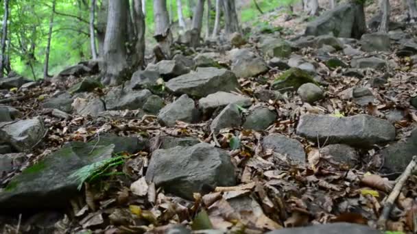 Disparar Nas Montanhas Madeira Montanha — Vídeo de Stock