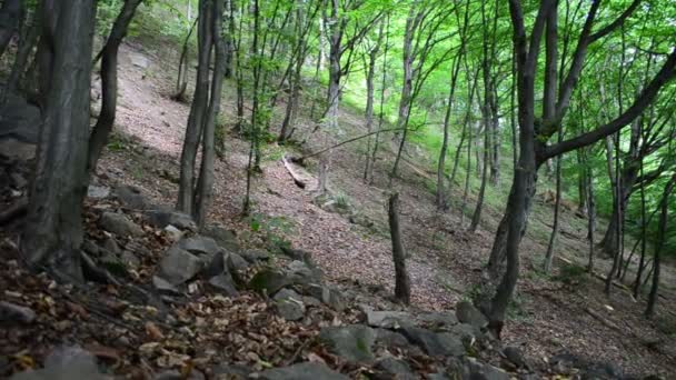 Bergen Dennen Schieten Door Een Slider — Stockvideo