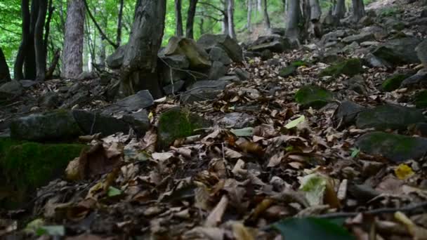 Filmar Verão Madeira Nas Montanhas — Vídeo de Stock