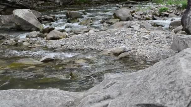 Νερό Του Βουνού Πέτρες Στο Ποτάμι Του Βουνού — Αρχείο Βίντεο