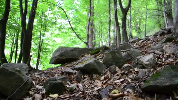 Wood Mountains Shooting Summer — Stock Video