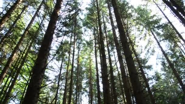 Kiefern Und Himmel Stämme Von Kiefern — Stockvideo