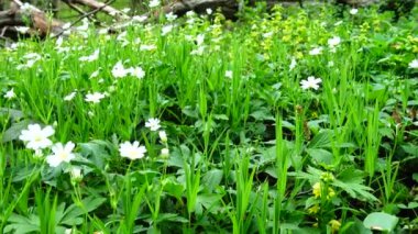 Bahar ormanında çiçekler.