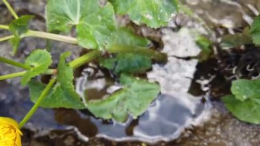 Orman deresinde Ranunculus çiçekleri.