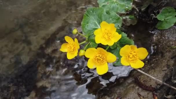 Ranunculus Λουλούδια Στο Ρεύμα Του Δάσους — Αρχείο Βίντεο