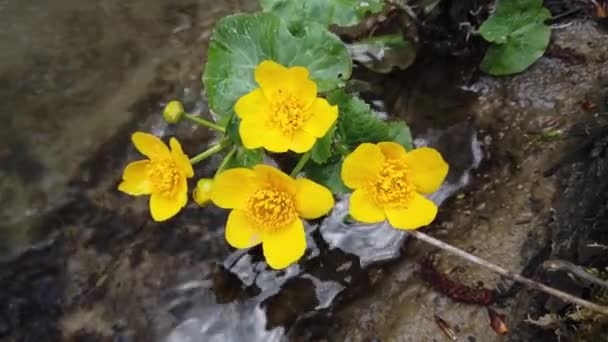 Ranunculus Blommor Skogsbäcken — Stockvideo