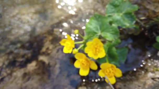 Цветы Ranunculus Лесном Ручье — стоковое видео