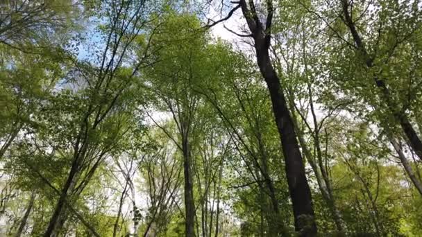 空の下の春の森の木々 — ストック動画