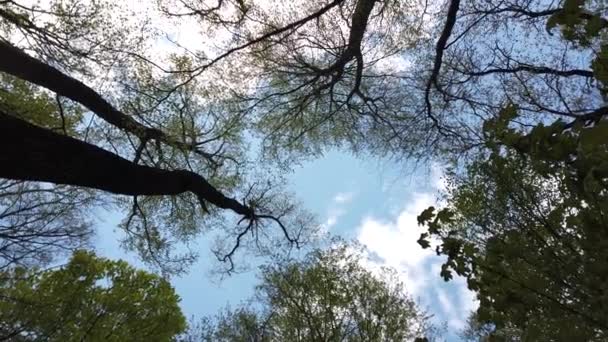 Δέντρα Στο Ανοιξιάτικο Δάσος Ανάμεσα Στον Ουρανό — Αρχείο Βίντεο
