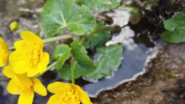 Ranunculus Blommor Skogsbäcken — Stockvideo