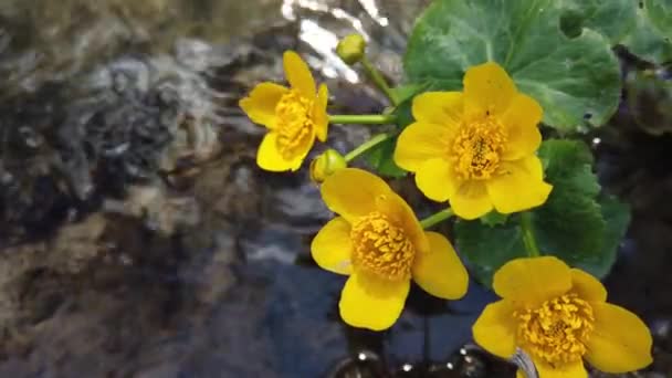 Ranunculus Fleurs Dans Ruisseau Forestier — Video