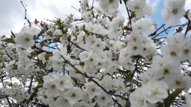 Baharda çiçek açan meyve ağacı.