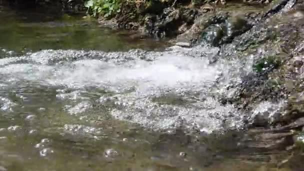 Cours d'eau dans les bois au printemps .