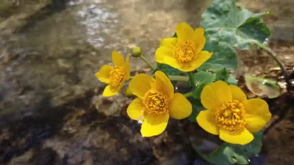 Fiori Ranuncolo Nel Ruscello Della Foresta — Video Stock