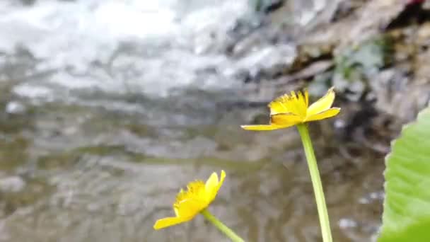 Ranunculus Virágok Erdei Patakban — Stock videók