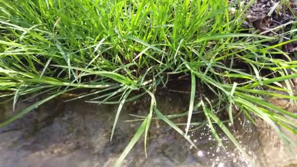 Cours d'eau dans les bois au printemps .