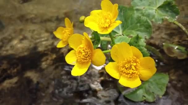 Ranunculus fleurs dans le ruisseau forestier .