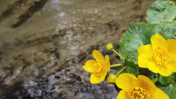 Flores Ranúnculo Córrego Floresta — Vídeo de Stock