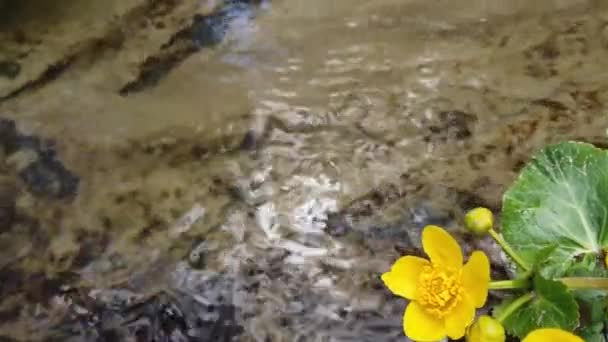 Ranunculus fleurs dans le ruisseau forestier .