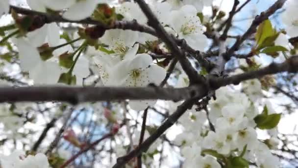 Baharda Çiçek Açan Meyve Ağacı — Stok video