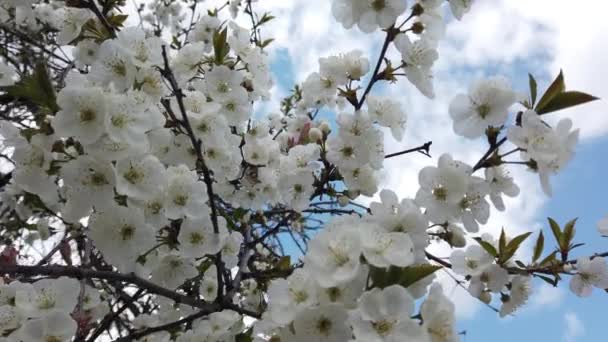 Floração Árvore Frutífera Primavera — Vídeo de Stock