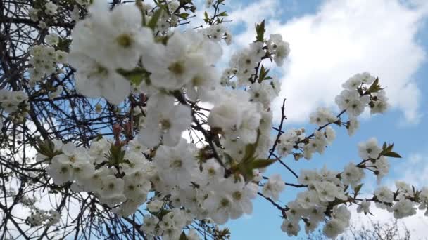 Árbol Frutal Con Flores Primavera — Vídeos de Stock