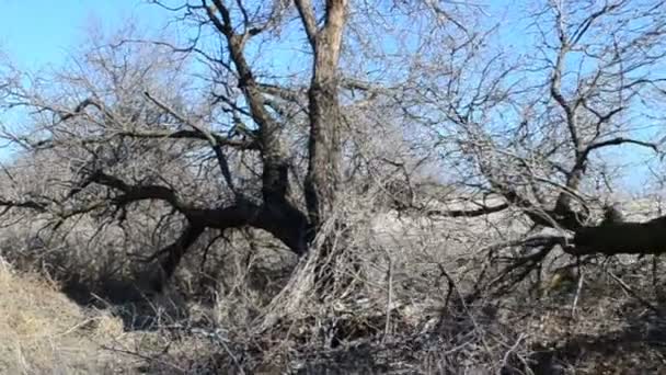 Der Vom Orkan Umgestürzte Baum Dreharbeiten Für Steadicam — Stockvideo