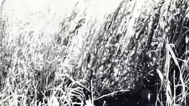 Трава Полі Висока Трава — стокове відео