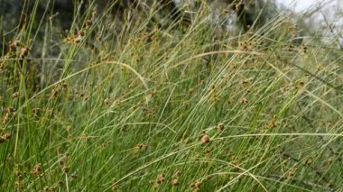 Yazın, sabahleyin çimen atmak. Yüksek çimenler, sıcak bir gün