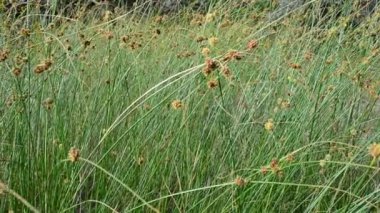 Yüksek çimler, sıcak bir gün. Yazın, sabahleyin çimen atmak.
