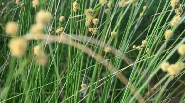 Yazın, sabahleyin çimen atmak. Yüksek çimenler, sıcak bir gün