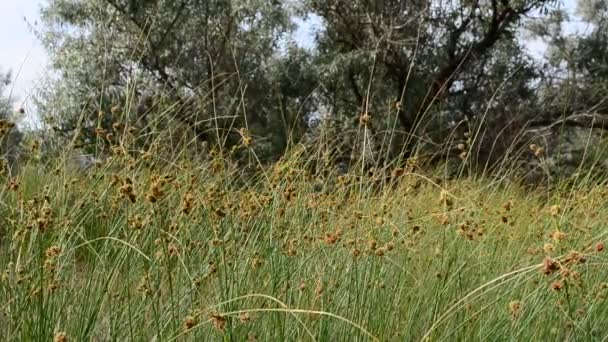 Der Abschuss Des Grases Mit Dem Dirigieren Dreharbeiten Juni — Stockvideo