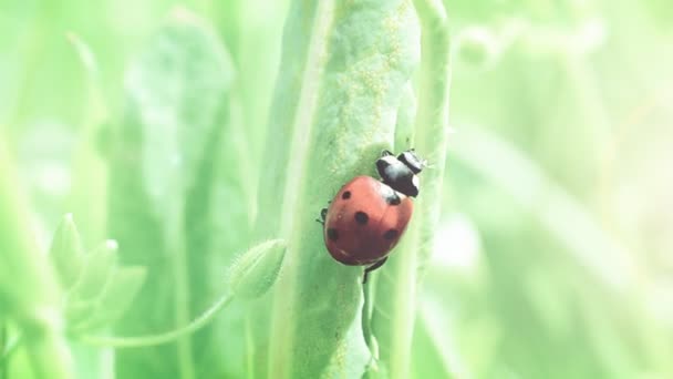 La coccinelle se glisse sur une herbe. Coccinelle, animation, prise de vue au printemps .