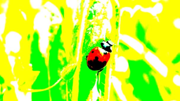 てんとう虫 アニメ 春の撮影 テントウムシは草の上を這う — ストック動画
