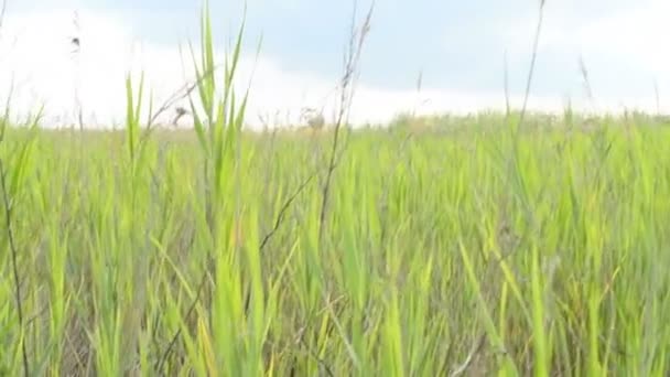 美丽的草地 草和天 大自然 — 图库视频影像