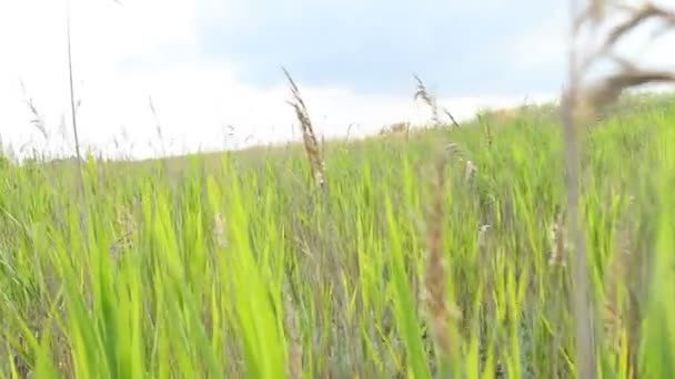 Grönt Gräs Bakgrund Från Ett Gräs — Stockvideo