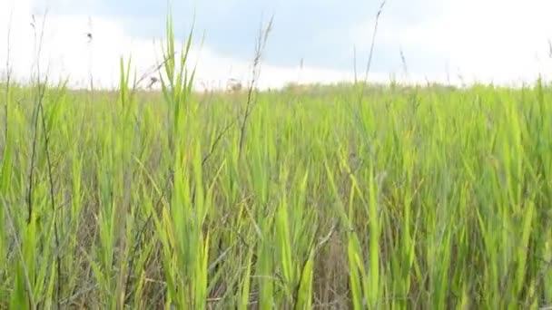 Sparatoria Della Natura Erba Estiva — Video Stock